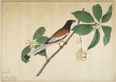 Gazza rufous e bruco su ramo, foglio da una serie commissionata da Lady Impey, 1777 da Shaikh Zain ud Din