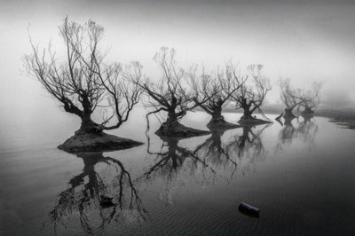 Alberi spogli nella nebbia da Shanrui Ren