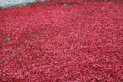 Terre e mari di sangue, Torre di Londra da Sheldon Marshall