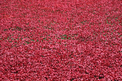 Terre di sangue e mari di rosso, Torre di Londra, 2014 da Sheldon Marshall