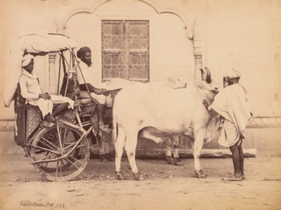 Carro trainato da buoi, Delhi da Shepherd and Robertson