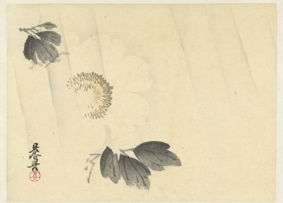 Peonia bianca sotto la pioggia da Shibata Zeshin