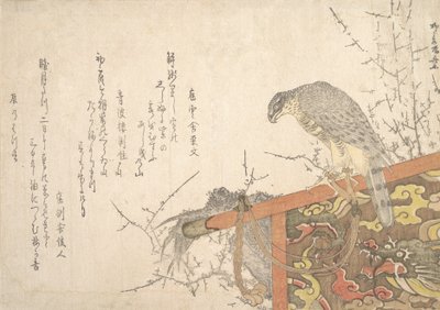 Falco legato al posatoio da Shinsai