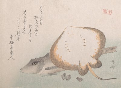 Razza e gallinella da Shinsai