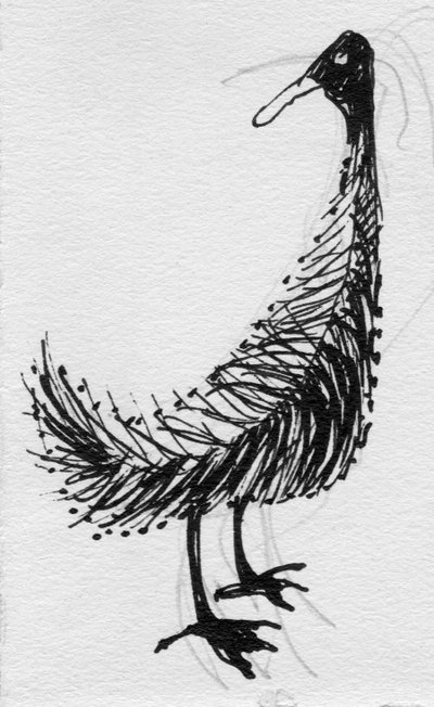 Uccello da Shirley Markham
