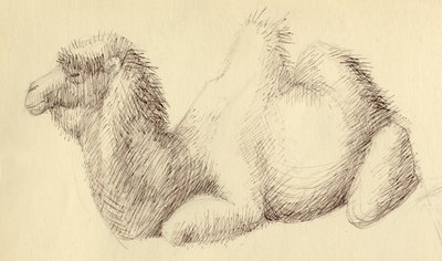 Cammello, c1951 da Shirley Markham