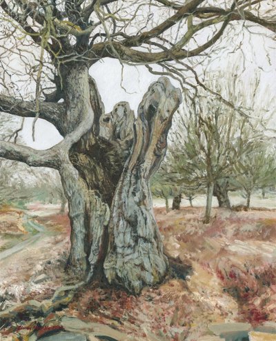 Vecchio albero, Richmond Park, 2018 (olio su lino) da Simon Neville