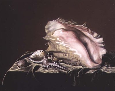 Natura morta di conchiglie da Simon Renard de Saint Andre