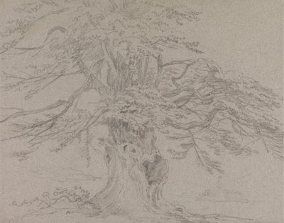 Studio di un Albero da Sir George Howland Beaumont seventh Baronet