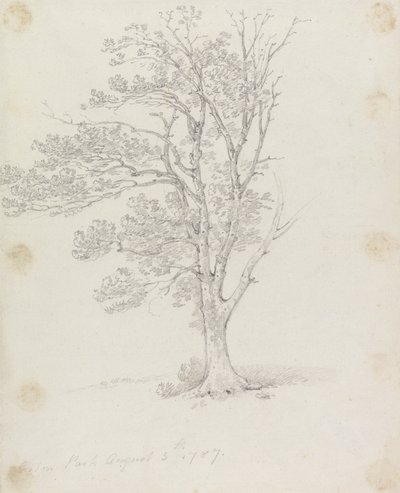 Albero a Easton Park da Sir George Howland Beaumont seventh Baronet