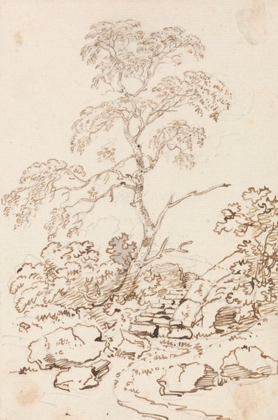 Albero vicino ai gradini da Sir George Howland Beaumont seventh Baronet