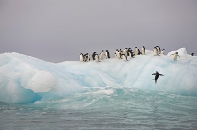 Pinguini Adelia, Pygoscelis adeliae, su un iceberg, 2022 da Sisse Brimberg