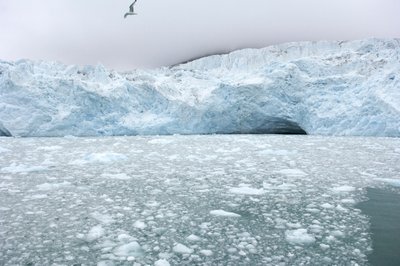 Pezzi di ghiaccio dai ghiacciai vicini galleggiano nel mare artico, Isole Svalbard, Norvegia da Sisse Brimberg