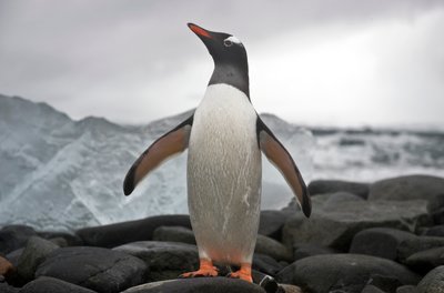 Ritratto di un pinguino gentoo, Pygoscelis papua. Antartide, 2022 da Sisse Brimberg