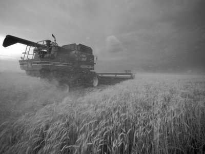 Stati Uniti, Kansas: Raccolta del grano del Kansas al crepuscolo durante l