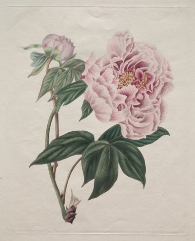 Peonia arborea cinese Paeonia suffruticosa, c. 1820 da Smith