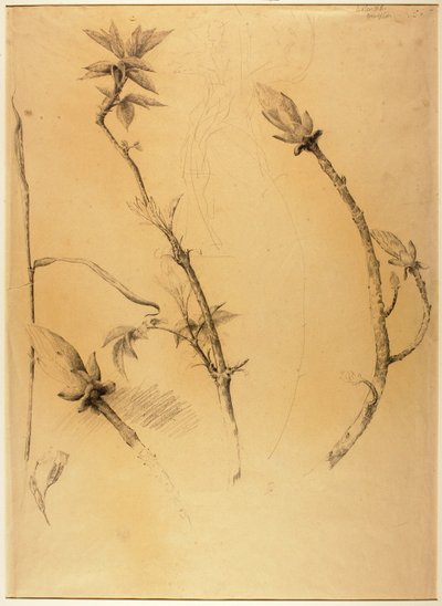 Branches da Solon H. Borglum