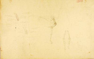 Anatomia del cavallo da Solon H. Borglum