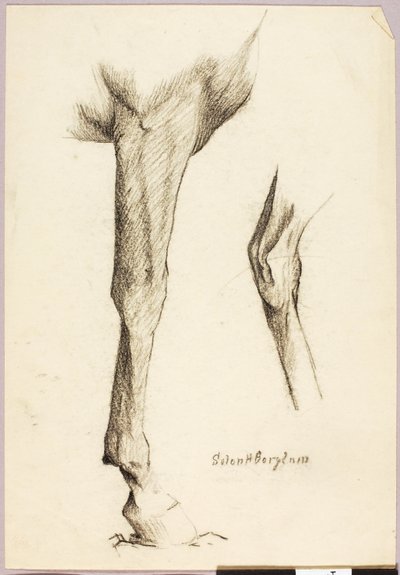 Studio sul cavallo da Solon H. Borglum