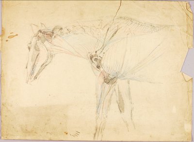 Studio sul cavallo da Solon H. Borglum