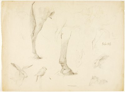 Studio del cavallo e dei conigli da Solon H. Borglum