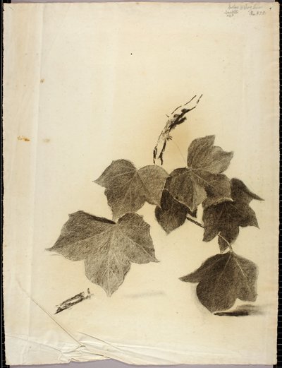Foglie da Solon H. Borglum