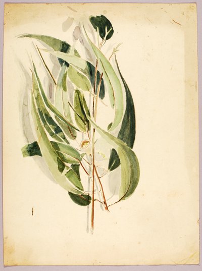 Studio di Pianta, fine XIX-inizio XX secolo da Solon H. Borglum