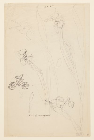Studi di Iris da Sophia L. Crownfield