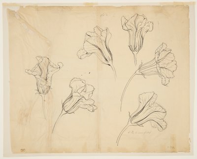 Studi di fiori di zucca o di zucca da Sophia L. Crownfield