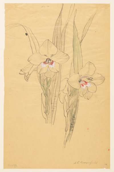 Studio di amarillidi da Sophia L. Crownfield