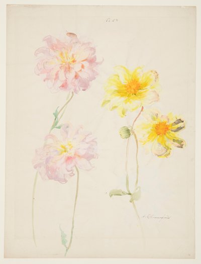 Studio di Dalie da Sophia L. Crownfield