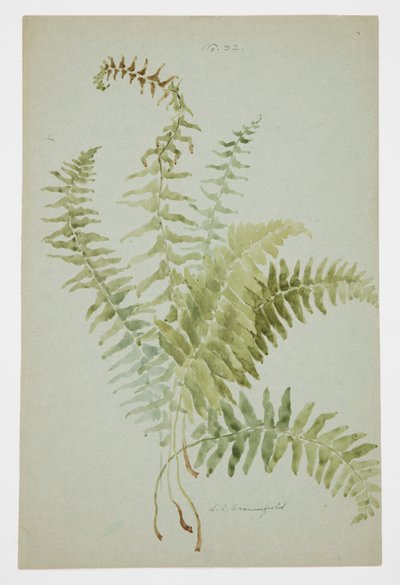 Studio di felce da Sophia L. Crownfield