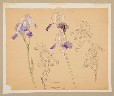 Studio di iris da Sophia L. Crownfield