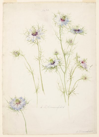 Studio di Nigella damascena da Sophia L. Crownfield
