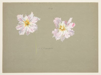 Studio di peonie rosa pallido da Sophia L. Crownfield