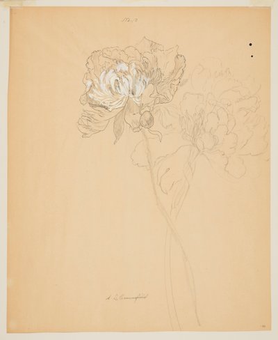 Studio di peonie da Sophia L. Crownfield