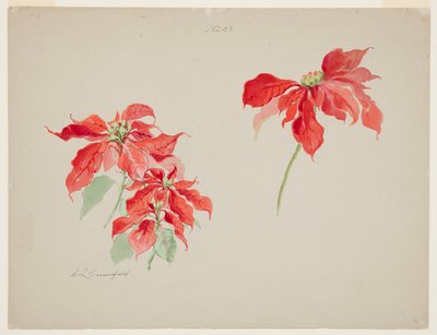 Studio di poinsettie rosse da Sophia L. Crownfield