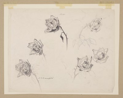 Studio di Rose da Sophia L. Crownfield