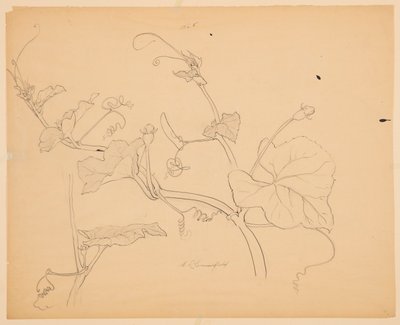 Studio di viti di zucca da Sophia L. Crownfield