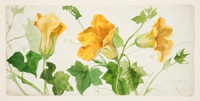 Studio di piante di zucca da Sophia L. Crownfield