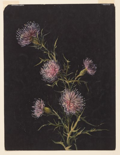 Studio di cardi da Sophia L. Crownfield