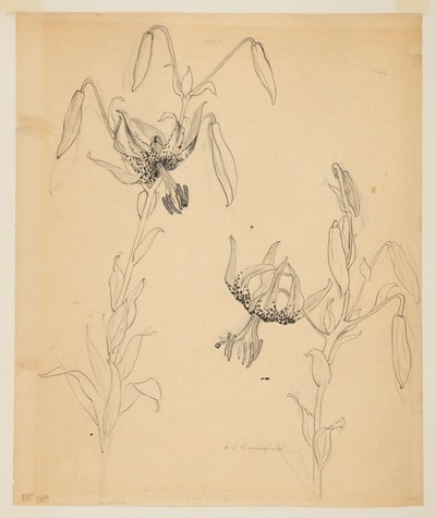 Studio di gigli tigrati da Sophia L. Crownfield