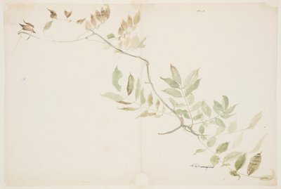 Studio del fogliame di glicine da Sophia L. Crownfield