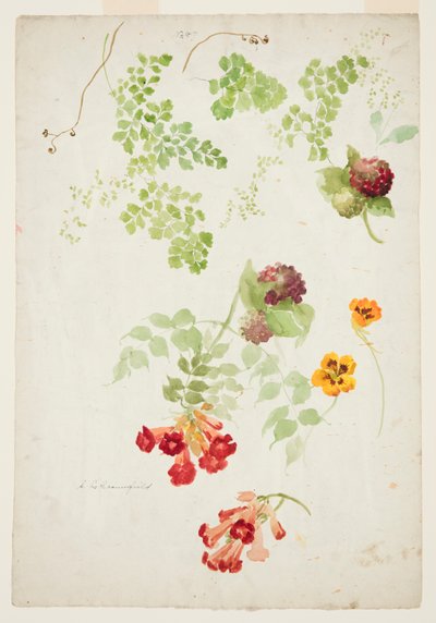 Studio di Felce Capelvenere, Vite Trombetta e Nasturzio da Sophia L. Crownfield