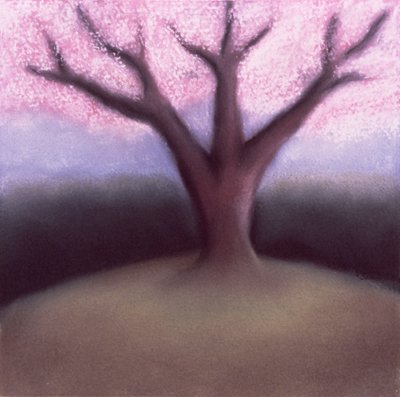 Albero in fiore da Sophie Hacker