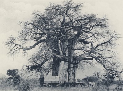 Un albero di baobab da South African Photographer
