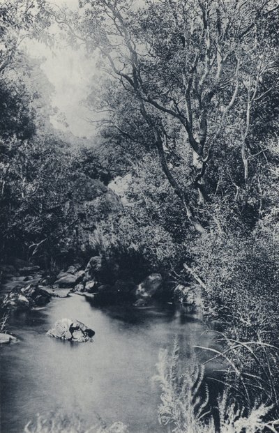 Una scena da favola, vicino a Witpoortje (foto in bianco e nero) da South African Photographer