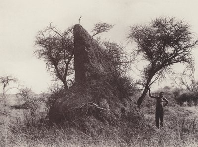 Un formicaio mammut da South African Photographer