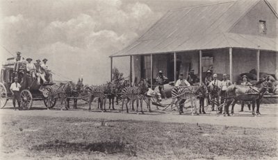 Un mezzo di trasporto innovativo, zebre che trainano la carrozza postale da South African Photographer