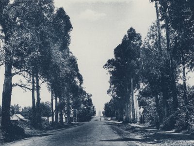 Viale di alberi di eucalipto blu, Pretoria (foto in bianco e nero) da South African Photographer